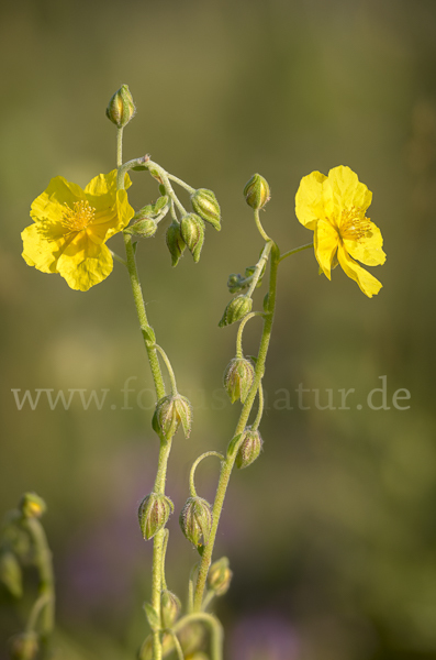 Gemeines Sonnenröschen (Helianthemum nummularium)