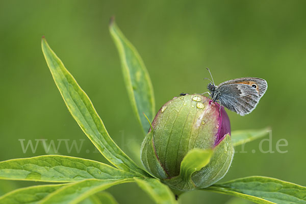 Gemeines Wiesenvögelchen (Coenonympha pamphilus)