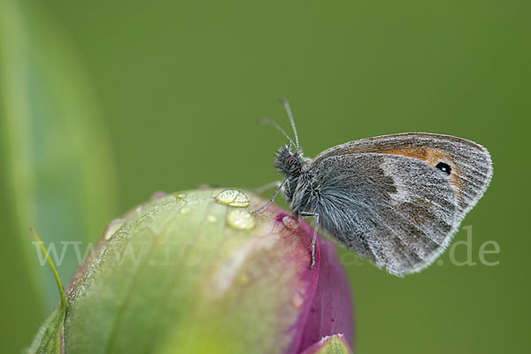 Gemeines Wiesenvögelchen (Coenonympha pamphilus)