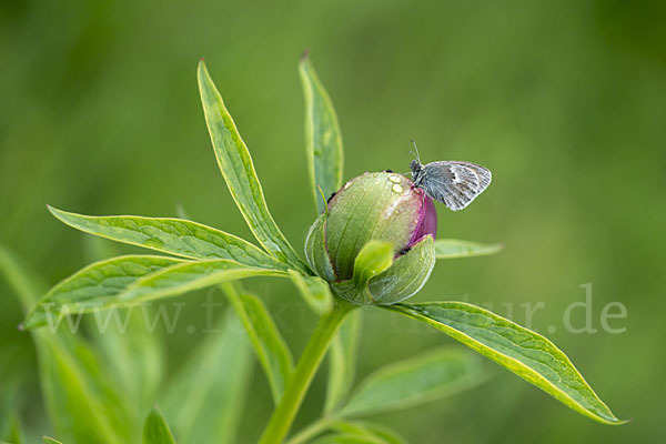 Gemeines Wiesenvögelchen (Coenonympha pamphilus)