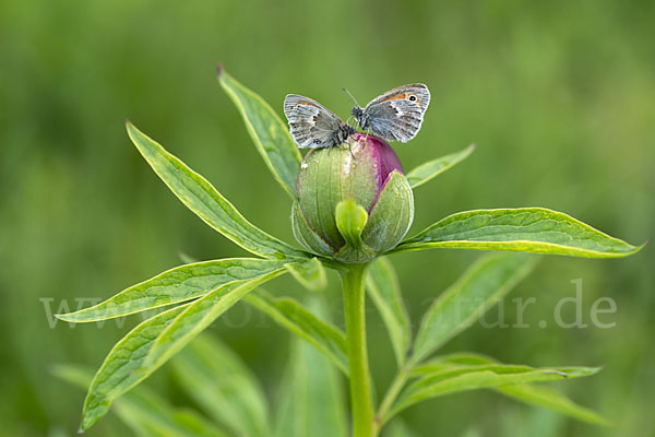 Gemeines Wiesenvögelchen (Coenonympha pamphilus)