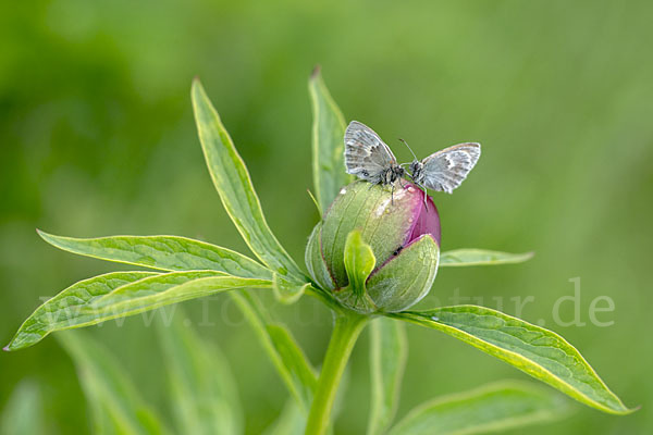 Gemeines Wiesenvögelchen (Coenonympha pamphilus)