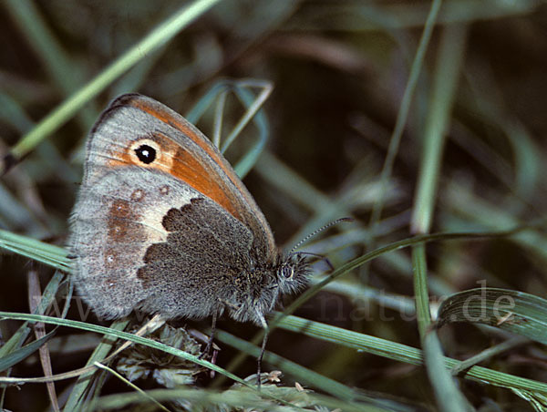 Gemeines Wiesenvögelchen (Coenonympha pamphilus)