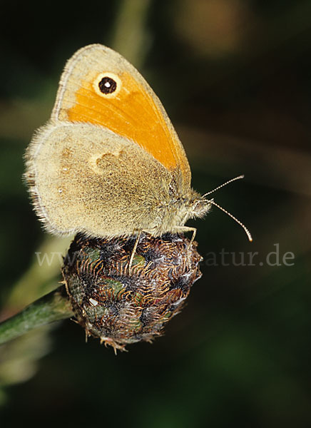 Gemeines Wiesenvögelchen (Coenonympha pamphilus)