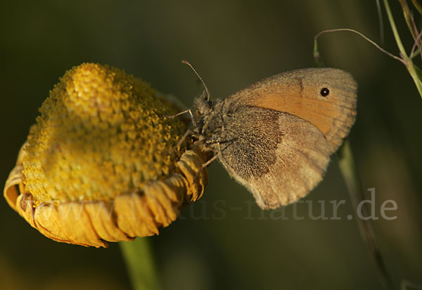 Gemeines Wiesenvögelchen (Coenonympha pamphilus)