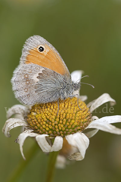 Gemeines Wiesenvögelchen (Coenonympha pamphilus)