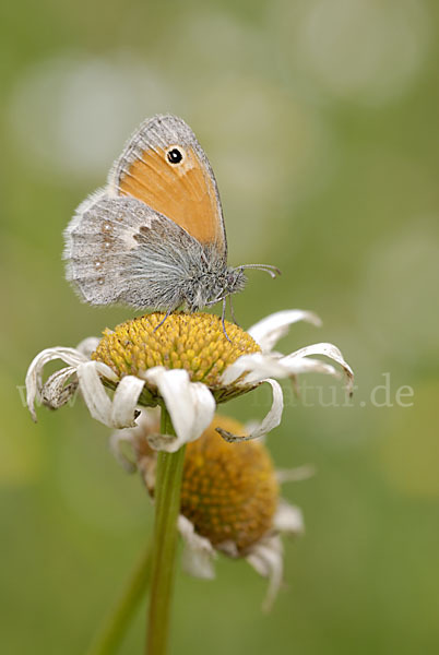 Gemeines Wiesenvögelchen (Coenonympha pamphilus)