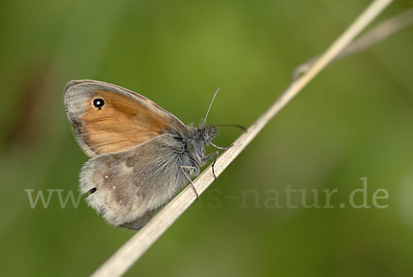 Gemeines Wiesenvögelchen (Coenonympha pamphilus)