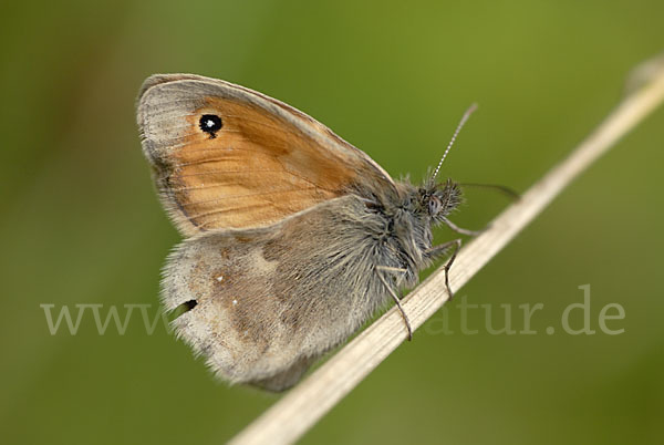 Gemeines Wiesenvögelchen (Coenonympha pamphilus)