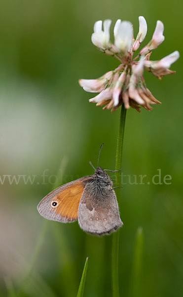 Gemeines Wiesenvögelchen (Coenonympha pamphilus)