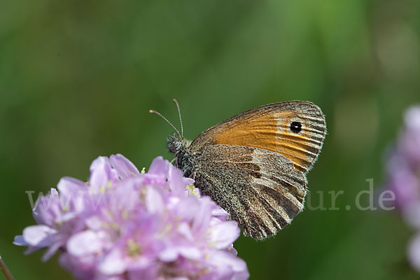 Gemeines Wiesenvögelchen (Coenonympha pamphilus)