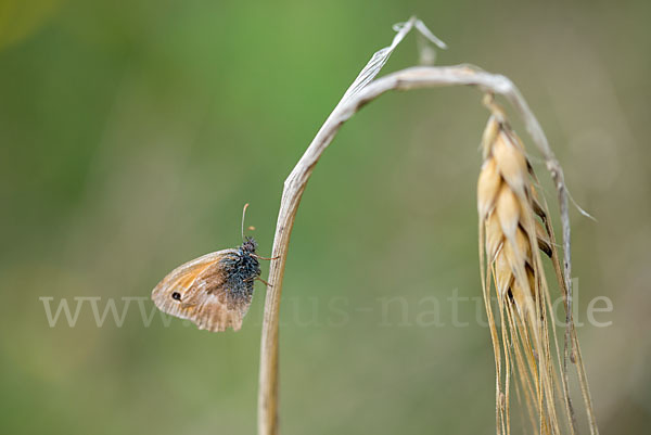 Gemeines Wiesenvögelchen (Coenonympha pamphilus)