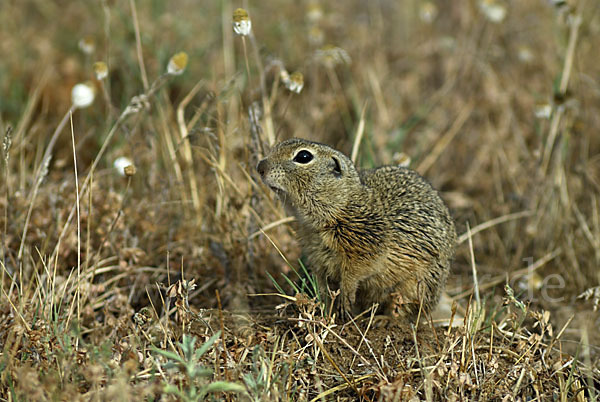 Gemeines Ziesel (Citellus citellus)