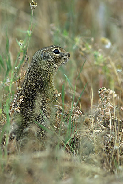 Gemeines Ziesel (Citellus citellus)