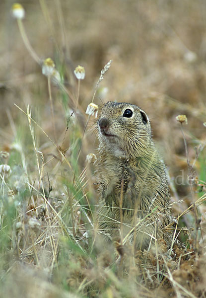 Gemeines Ziesel (Citellus citellus)