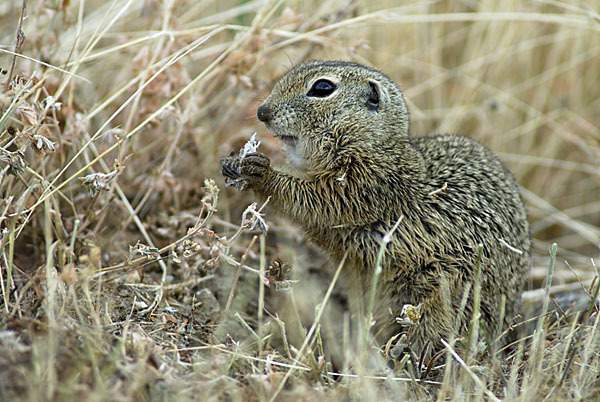 Gemeines Ziesel (Citellus citellus)