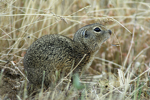 Gemeines Ziesel (Citellus citellus)