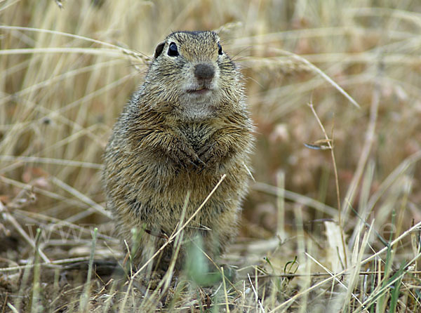 Gemeines Ziesel (Citellus citellus)