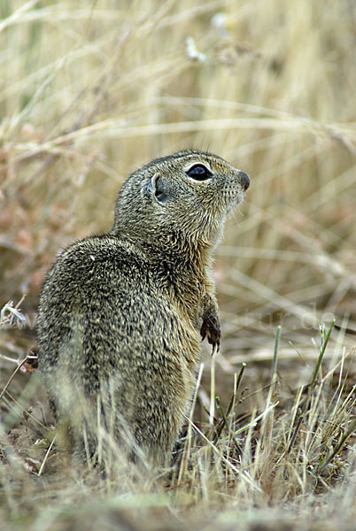 Gemeines Ziesel (Citellus citellus)