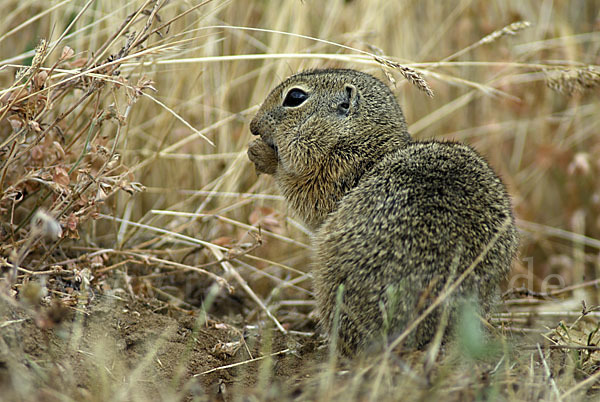 Gemeines Ziesel (Citellus citellus)