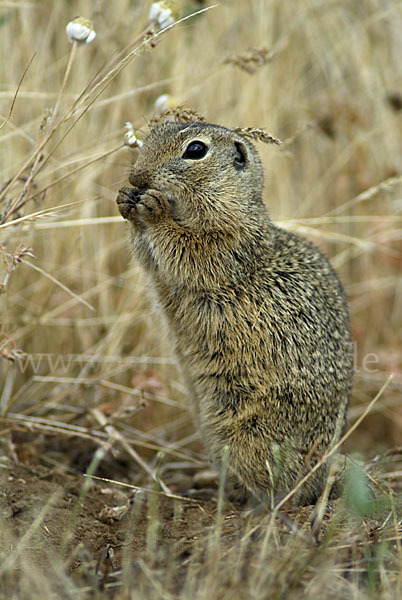 Gemeines Ziesel (Citellus citellus)