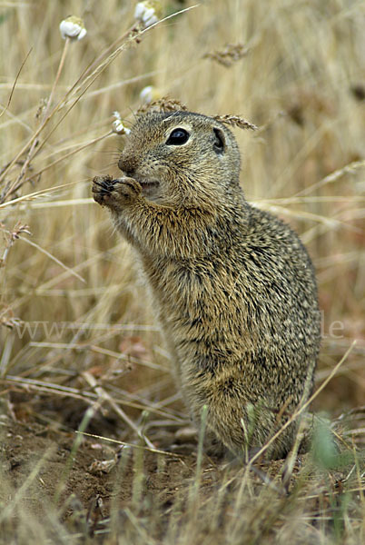 Gemeines Ziesel (Citellus citellus)