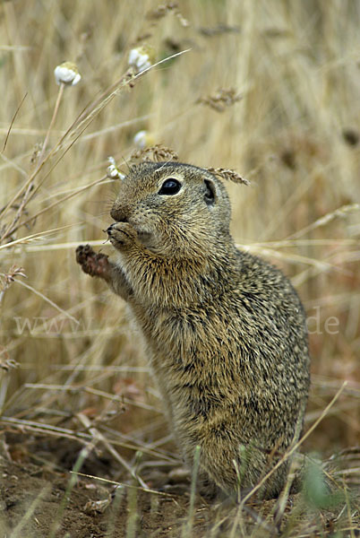 Gemeines Ziesel (Citellus citellus)