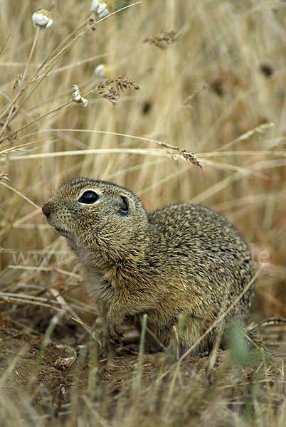 Gemeines Ziesel (Citellus citellus)