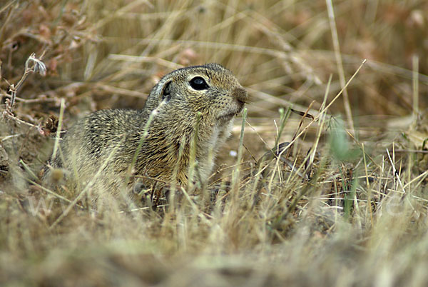 Gemeines Ziesel (Citellus citellus)