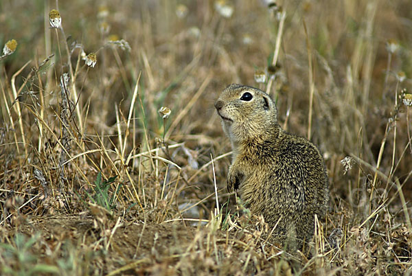 Gemeines Ziesel (Citellus citellus)