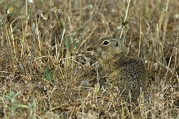 Gemeines Ziesel (Citellus citellus)