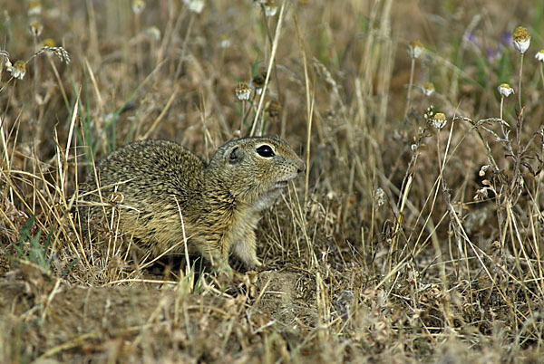 Gemeines Ziesel (Citellus citellus)