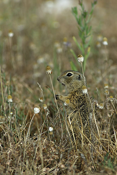 Gemeines Ziesel (Citellus citellus)