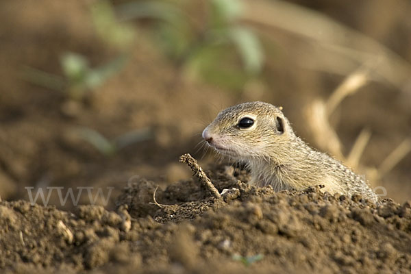 Gemeines Ziesel (Citellus citellus)