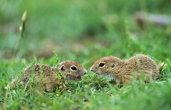 Gemeines Ziesel (Citellus citellus)