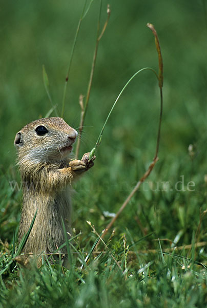 Gemeines Ziesel (Citellus citellus)