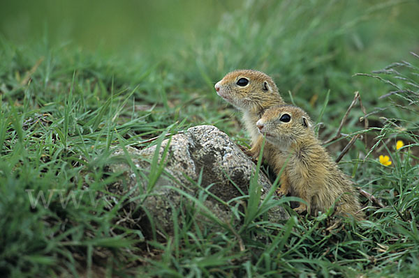 Gemeines Ziesel (Citellus citellus)