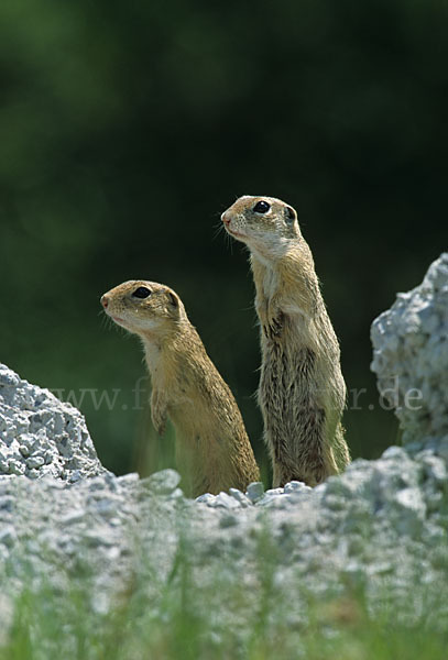 Gemeines Ziesel (Citellus citellus)