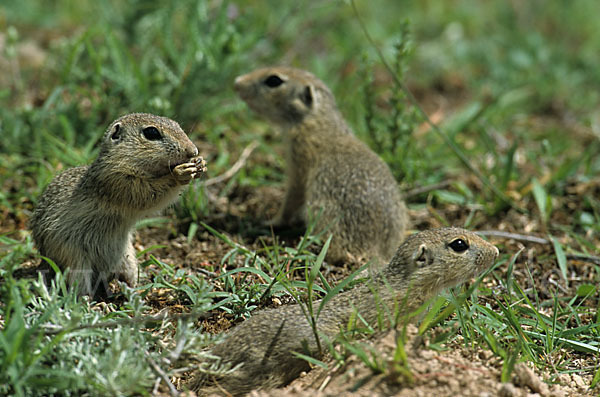 Gemeines Ziesel (Citellus citellus)