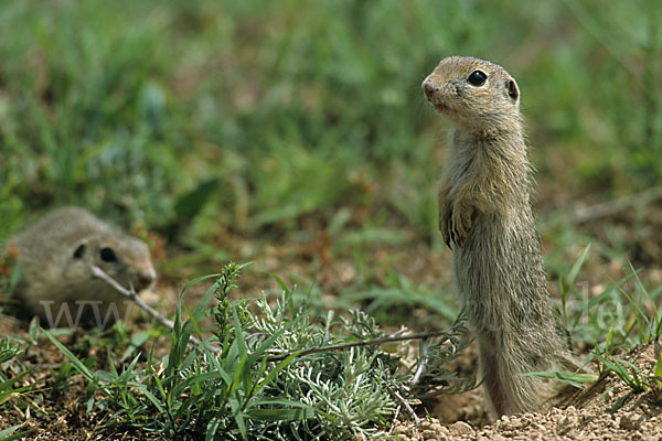 Gemeines Ziesel (Citellus citellus)