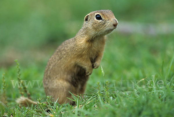 Gemeines Ziesel (Citellus citellus)