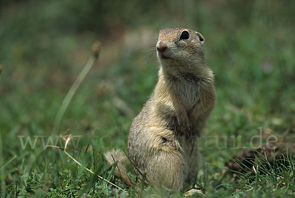 Gemeines Ziesel (Citellus citellus)