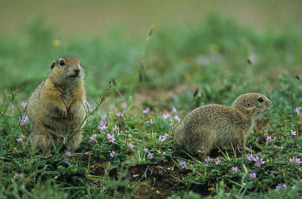 Gemeines Ziesel (Citellus citellus)