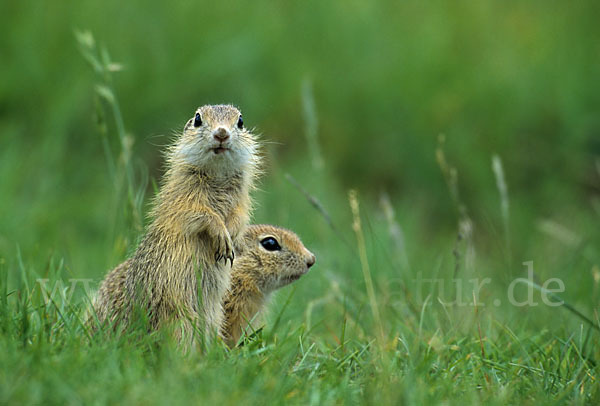 Gemeines Ziesel (Citellus citellus)