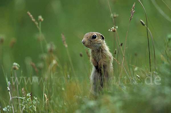 Gemeines Ziesel (Citellus citellus)