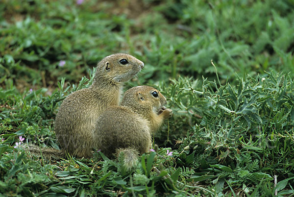 Gemeines Ziesel (Citellus citellus)