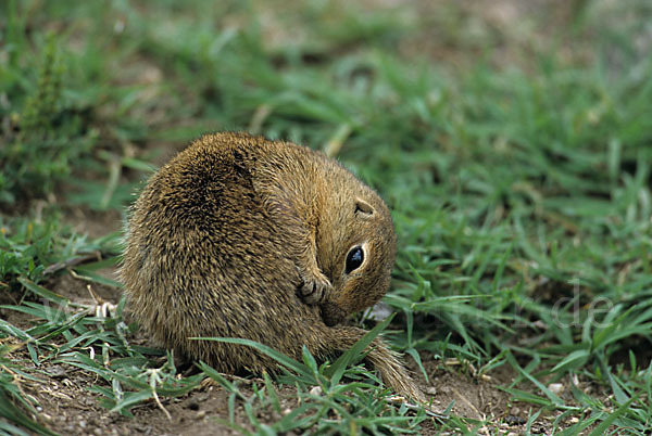 Gemeines Ziesel (Citellus citellus)