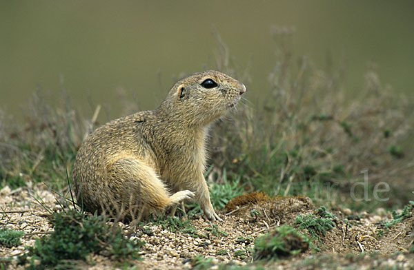 Gemeines Ziesel (Citellus citellus)