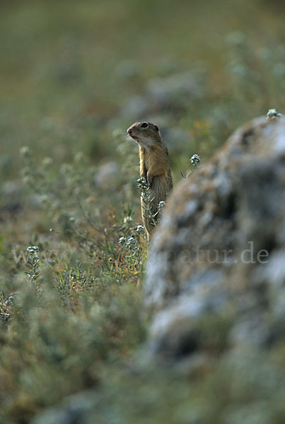 Gemeines Ziesel (Citellus citellus)