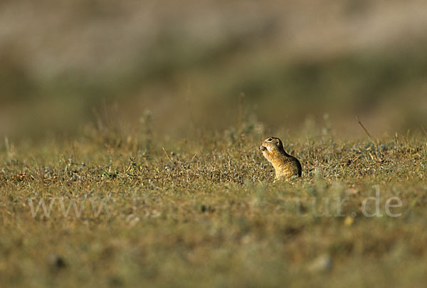 Gemeines Ziesel (Citellus citellus)